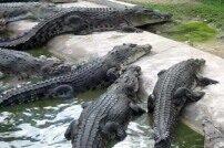 Crocodile Farm Tour