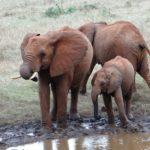 Kenya National Parks and Reserves
