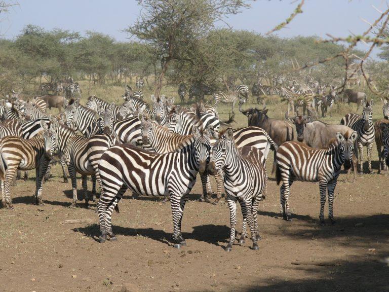 8 Days / 7 Nights Elewana Exclusive Fly In Safari Meru National Park/ Loisaba Conservancy/ Masai Mara Game Reserve