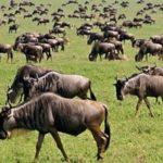 Masai Mara Wildlife Safari