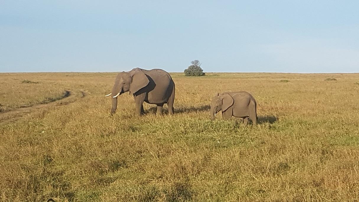 Bush Safari and Beach Holiday 8 Days / 7 Nights Masai Mara Game Reserve / Lake Nakuru / Amboseli National Park / Tsavo West / Taita Hills Wildlife Sanctuary